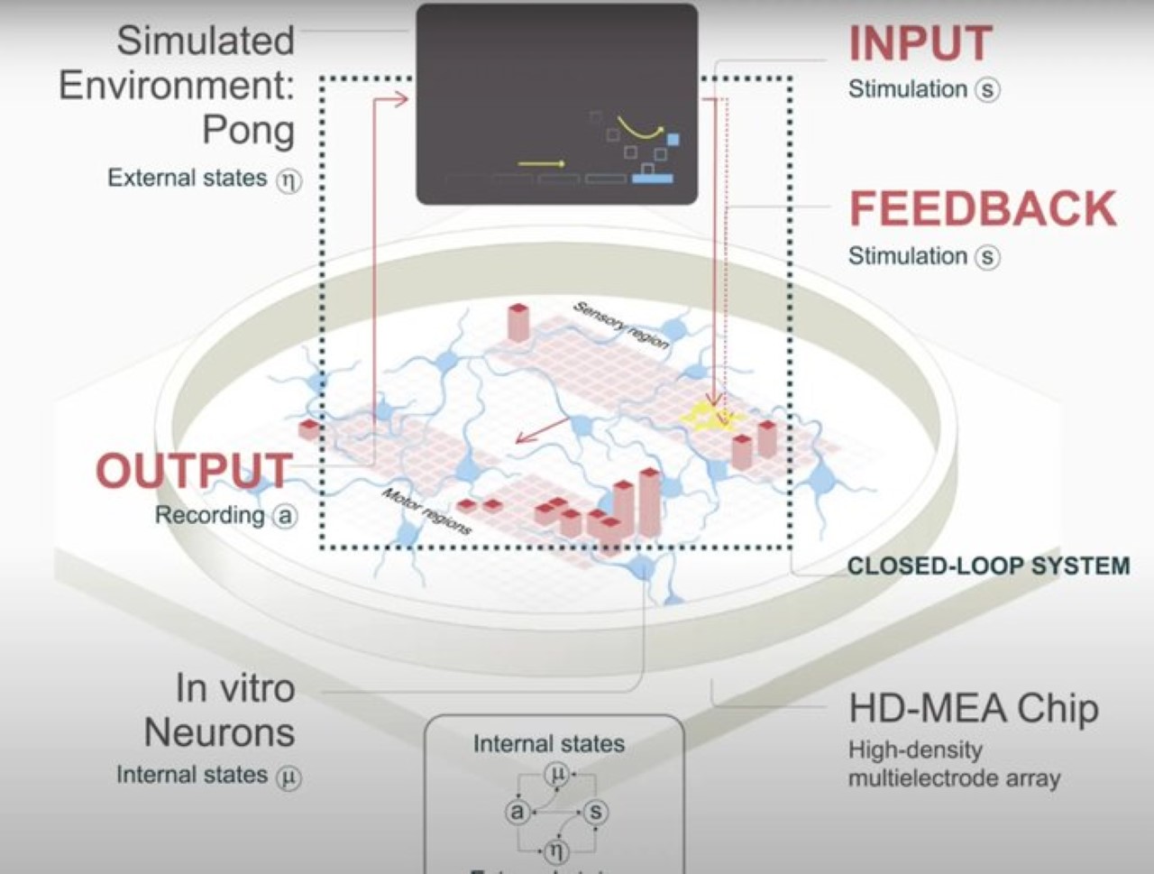  CL1 máy tính sinh học - Ảnh 2