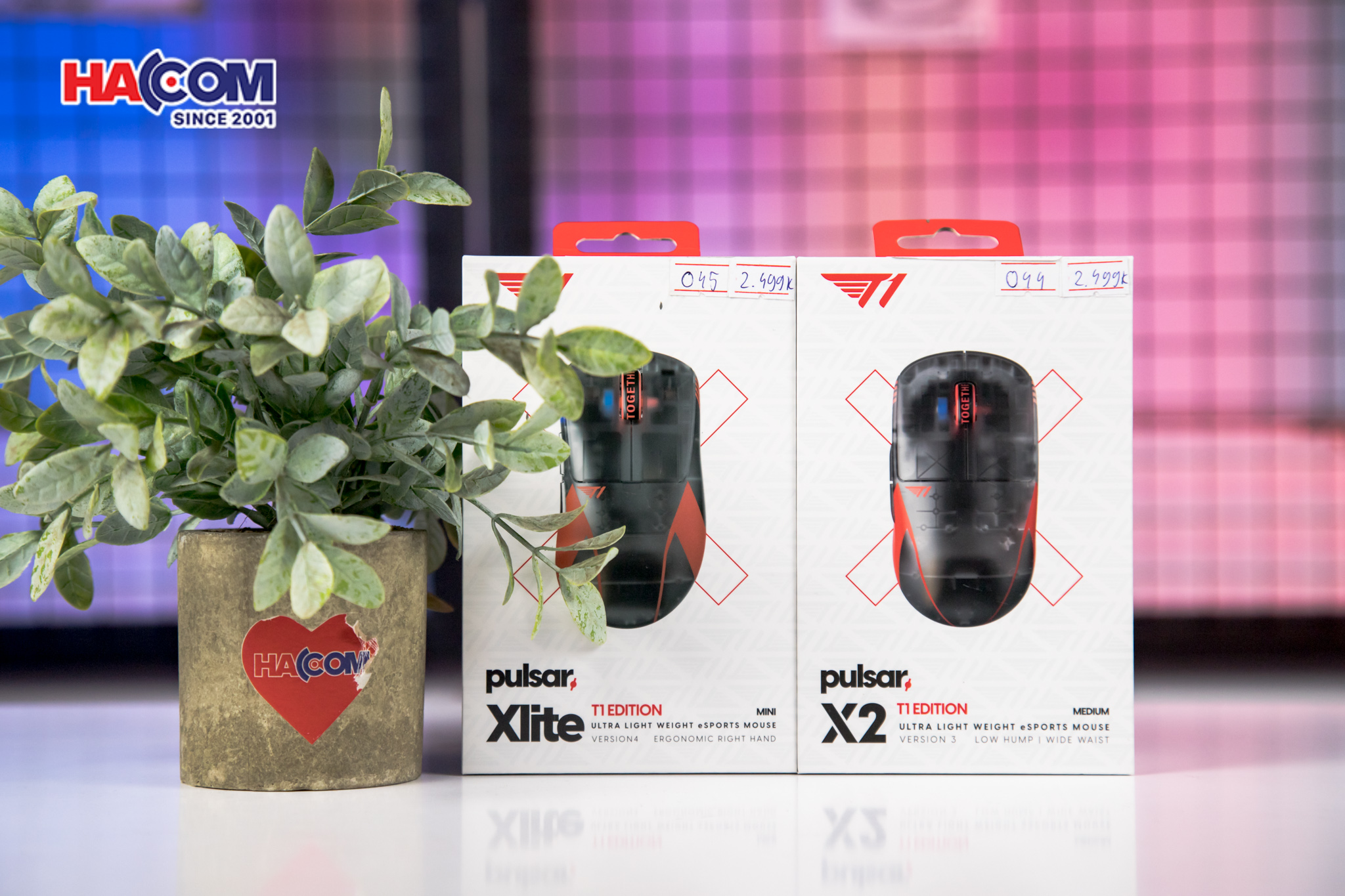  Chuột không dây Pulsar Xlite v4 Size1 T1 Edition_PXL41T1 5