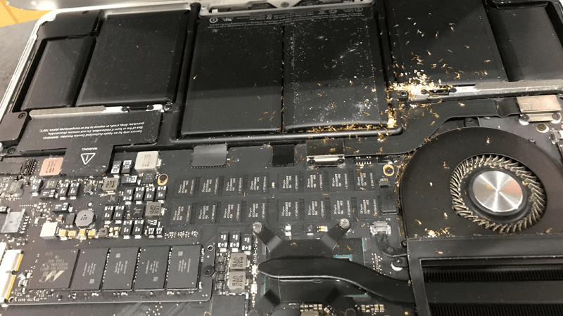 Kiến chui vào laptop gây nguy hiểm 